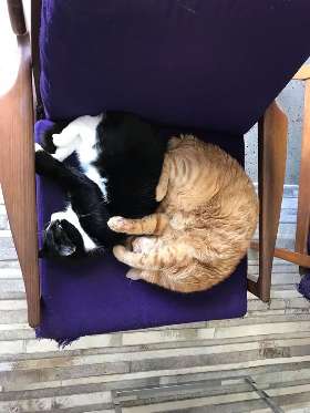 Maurer & Strange Upholstery