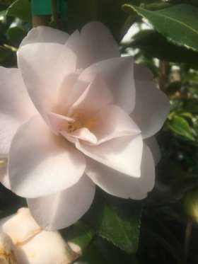 Tablelands Trees & Shrubs