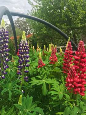 Tablelands Trees & Shrubs