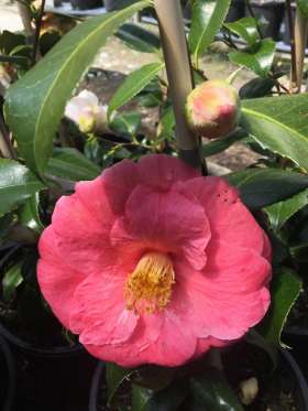 Tablelands Trees & Shrubs