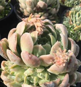 Tablelands Trees & Shrubs