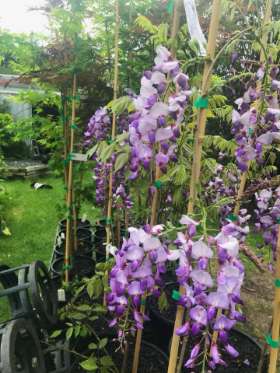 Tablelands Trees & Shrubs