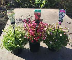 Tablelands Trees & Shrubs