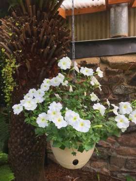 Tablelands Trees & Shrubs