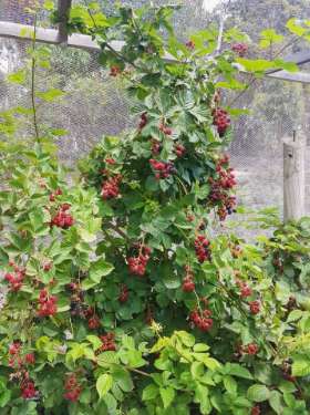 Tablelands Trees & Shrubs
