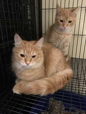 Padstow Pet Centre