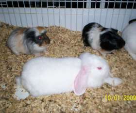 Padstow Pet Centre