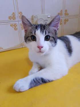 Padstow Pet Centre