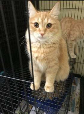 Padstow Pet Centre
