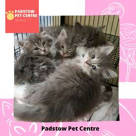 Padstow Pet Centre