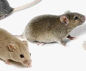 Rat Control Brisbane