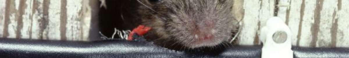 Rat Control Brisbane Banner