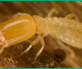 Enviro Safe Pest Control