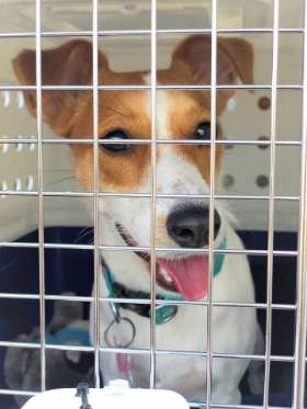 AeroPets Animal Transport