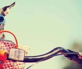 AeroPets Animal Transport