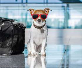 AeroPets Animal Transport