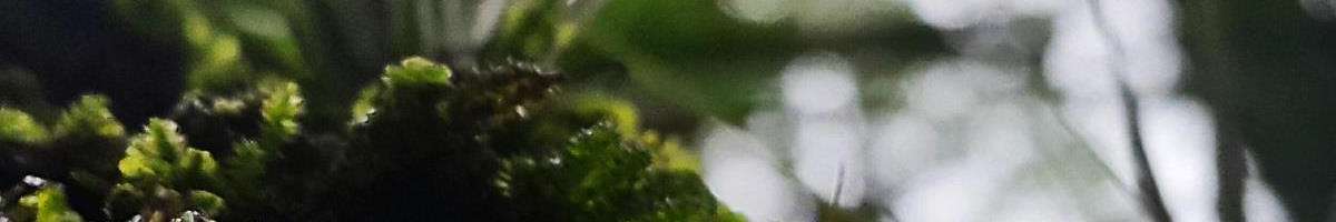Naturally Good For You Banner