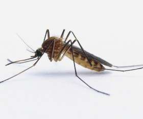 Stop That Pest Control Brisbane