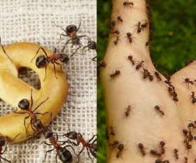 Stop That Pest Control Brisbane