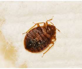 Stop That Pest Control Brisbane