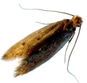 Stop That Pest Control Brisbane