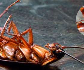 Stop That Pest Control Brisbane