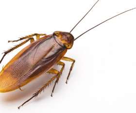 Bepestfree Pest Control Gold Coast