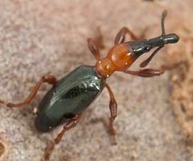 Bepestfree Pest Control Gold Coast