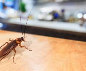 Bepestfree Pest Control Gold Coast