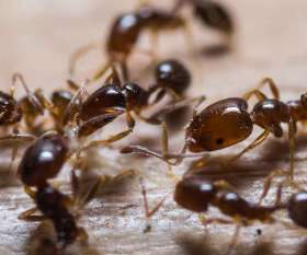 Bepestfree Pest Control Gold Coast