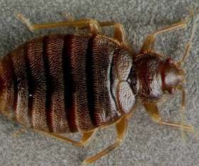 Bepestfree Pest Control Gold Coast