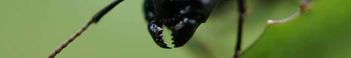 Fast Pest Control Sunshine Coast Banner