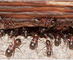 Fast Pest Control Sunshine Coast