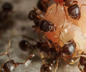 Fast Pest Control Sunshine Coast