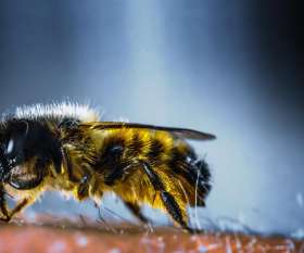 Fast Pest Control Sunshine Coast