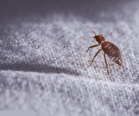 Residential Pest Control Melbourne