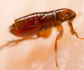 Residential Pest Control Melbourne