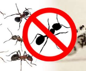 Residential Pest Control Melbourne