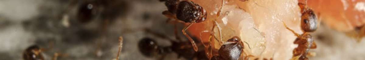 Flea Control Melbourne Banner