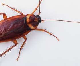 Flea Control Melbourne