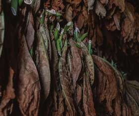 King of the Pack Marrickville