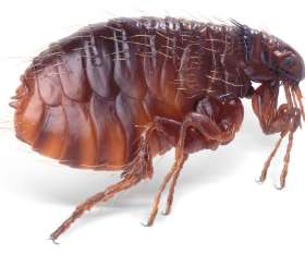 Pest Control Geelong