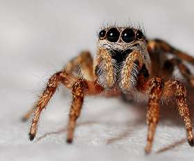 Pest Control Geelong