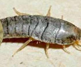 Pest Control Geelong