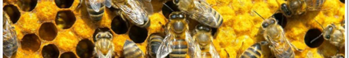 Emergency Pest Control Service Brisbane Banner