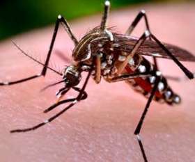 Emergency Pest Control Service Brisbane