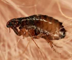 Emergency Pest Control Service Brisbane