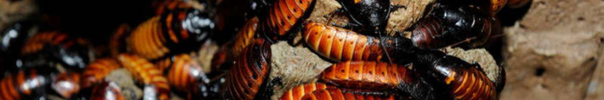 Cockroach Control Service Brisbane Banner