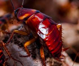 Cockroach Control Service Brisbane
