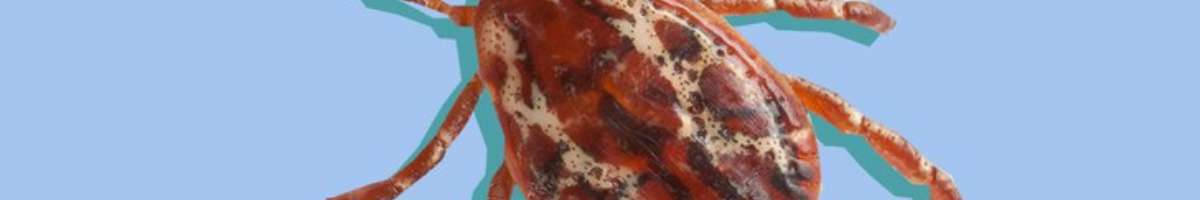 Tick Control Service Brisbane Banner